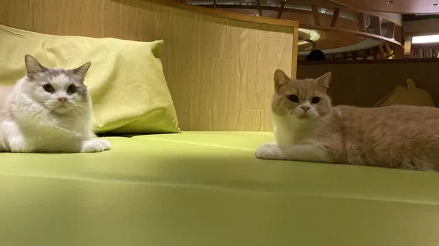 猫カフェ モカラウンジ新宿店