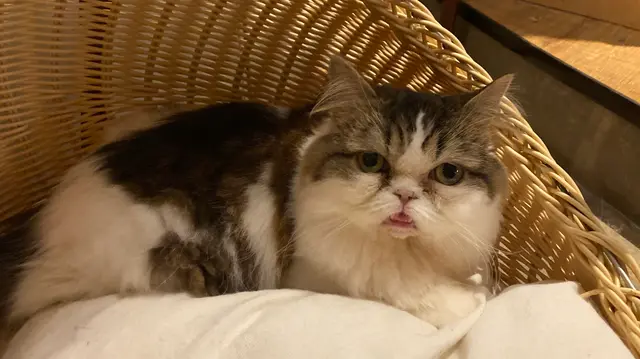 猫カフェ モカラウンジ新宿店