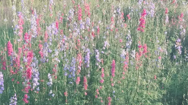 花フェスタ記念公園