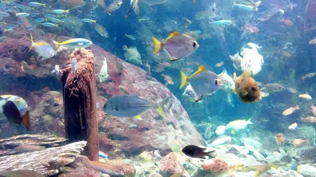 新江ノ島水族館