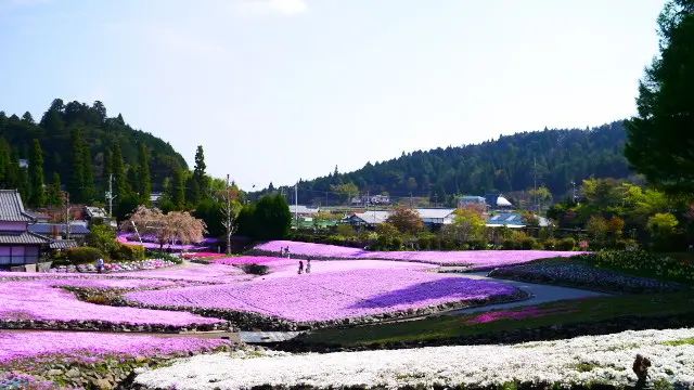 三田市の芝桜　花のじゅうたんとお蕎麦を巡る旅