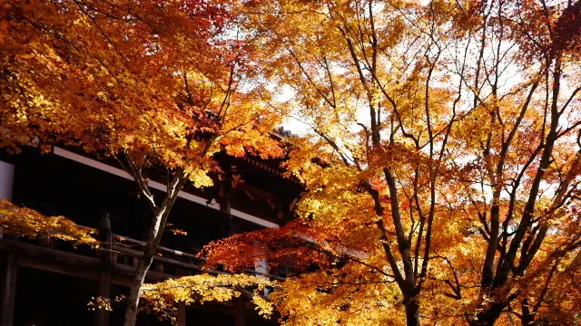 秋の紅葉・東条湖ぐるり一周の旅