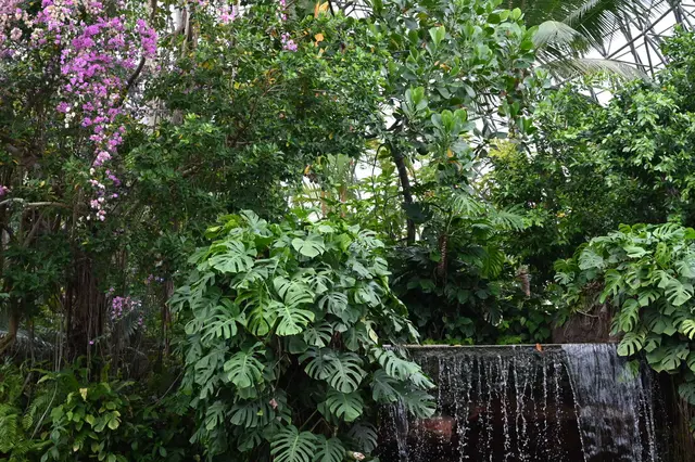 東京都夢の島熱帯植物館