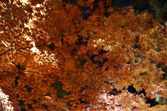 栗林公園