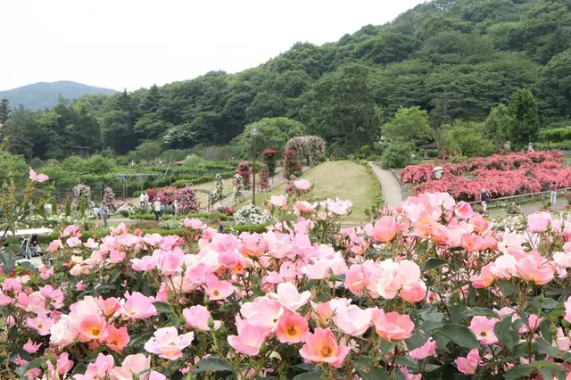 茨城県フラワーパーク