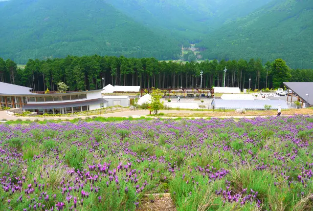 西日本最大のラベンダー畑と多可町を観光
