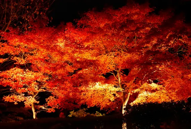 ［神奈川］ 紅葉をゆっくり楽しめる隠れスポット♪
