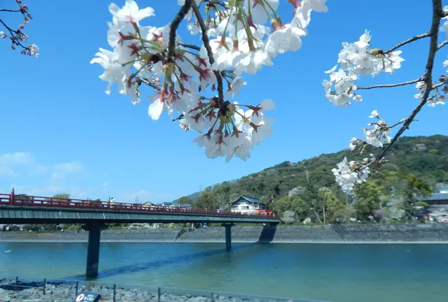 春近し～京都・山城🌸