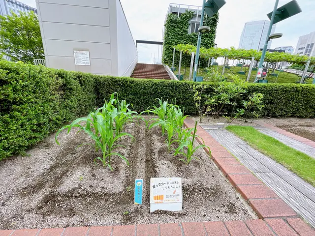天空の農園（大阪ステーションシティ内）