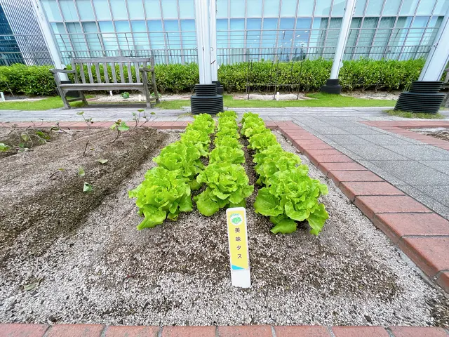 天空の農園（大阪ステーションシティ内）