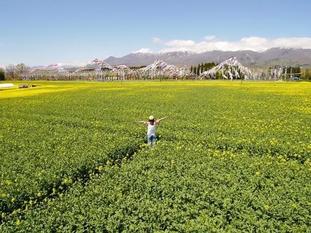 那須ハートフルファーム 菜の花畑 ひまわり畑 愛込