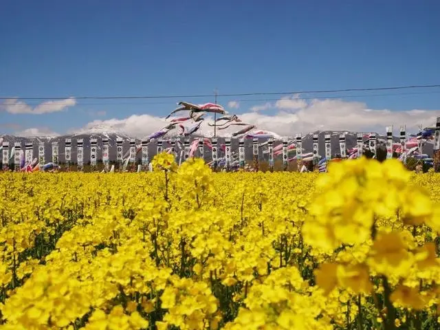 那須ハートフルファーム 菜の花畑 ひまわり畑 愛込