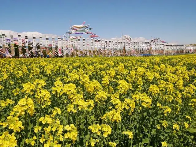 那須ハートフルファーム 菜の花畑 ひまわり畑 愛込