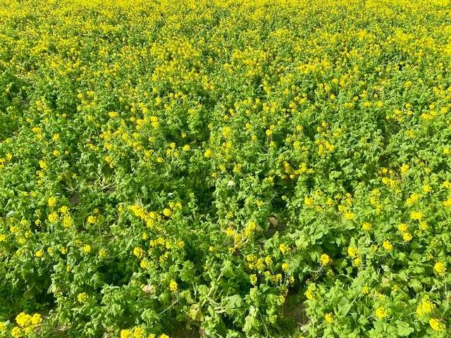 菜の花畑（福ふくの里）