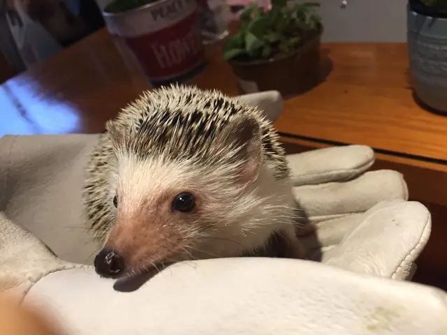 ハリネズミカフェ HARRY 原宿