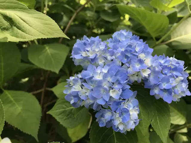明月院（あじさい寺）