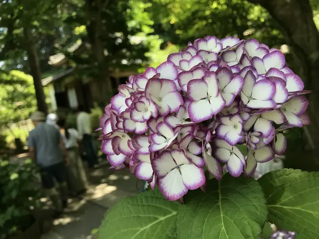 明月院（あじさい寺）