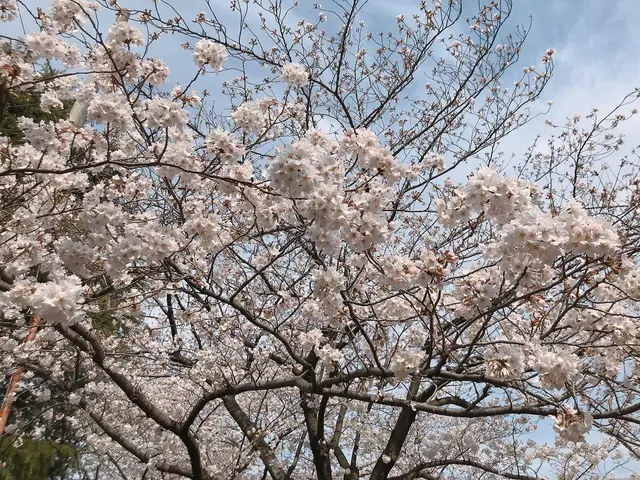 目黒川