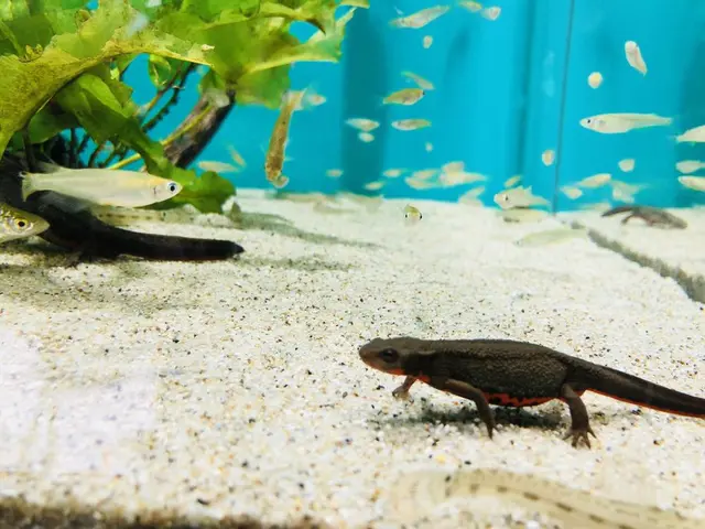 島根県立宍道湖自然館 ゴビウス