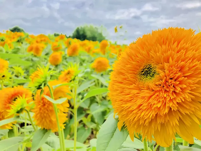 世羅高原農場