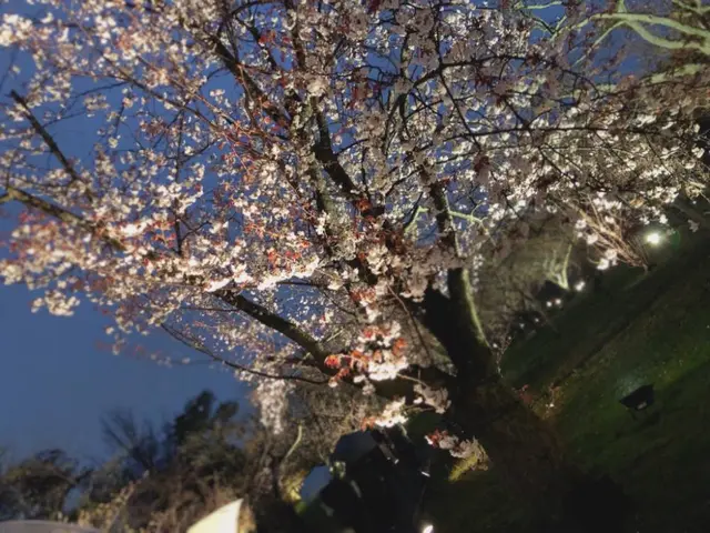 元離宮 二条城