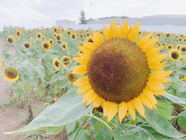 あわじ花さじき