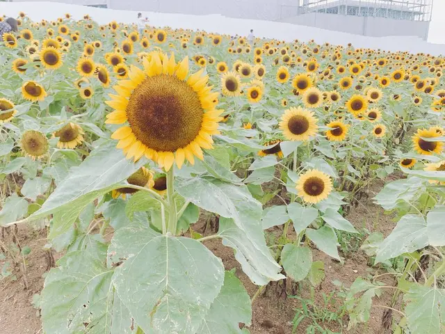 あわじ花さじき