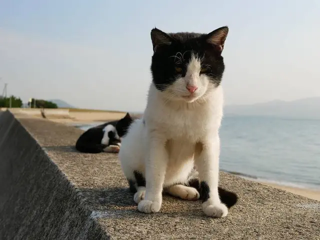 佐柳島