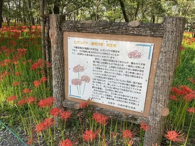 曼珠沙華公園