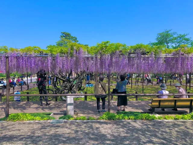 岡崎公園の藤棚