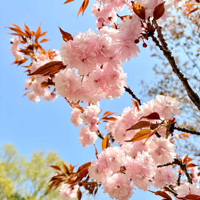 宗堂桜