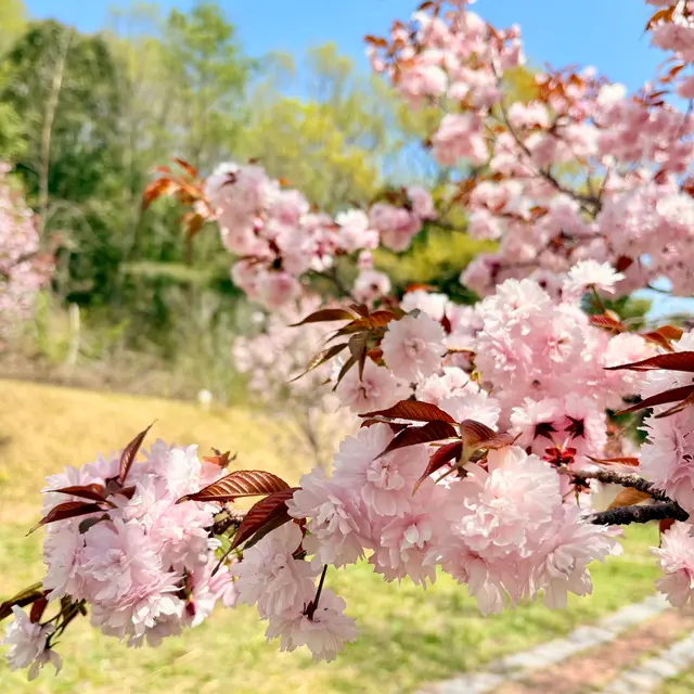 宗堂桜