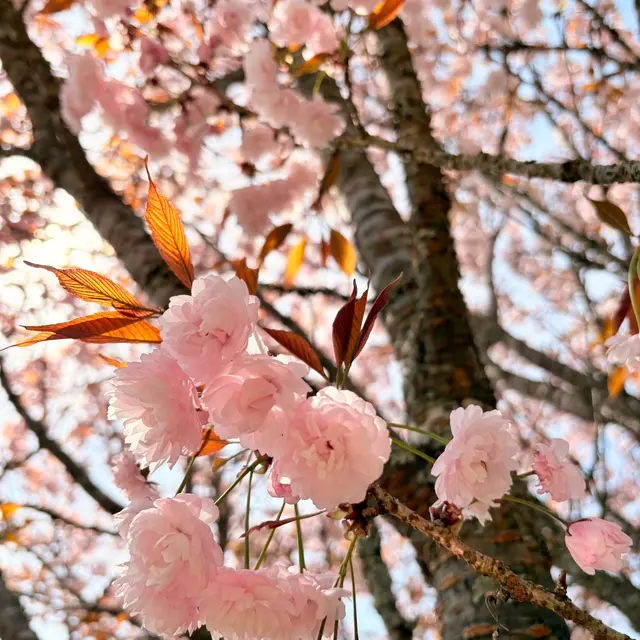 宗堂桜