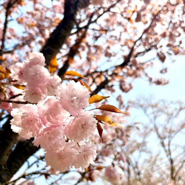 宗堂桜