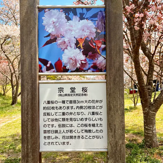 宗堂桜