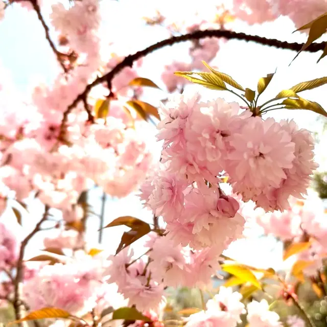 宗堂桜