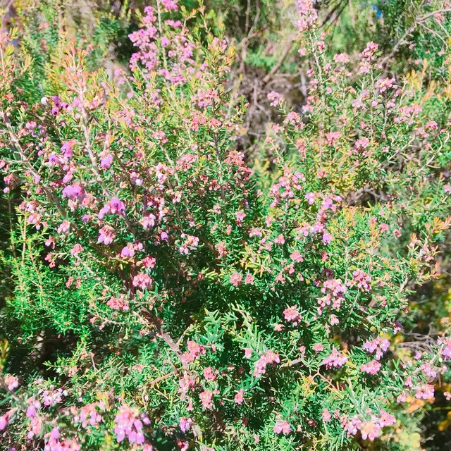 生活の木薬香草園