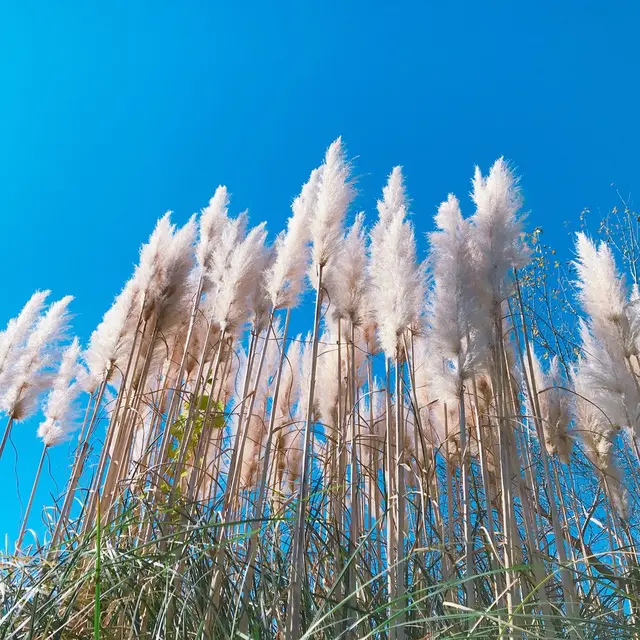 生活の木薬香草園