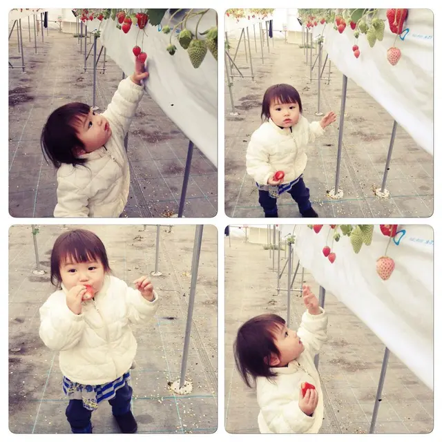 南伊豆*Baby Berry Farm*