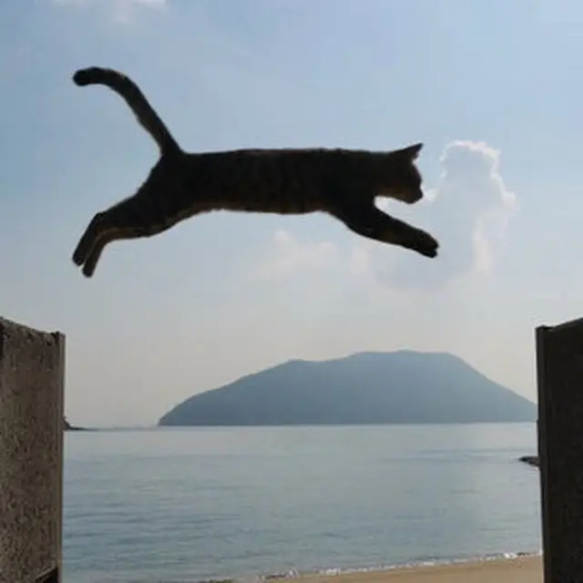 佐柳島