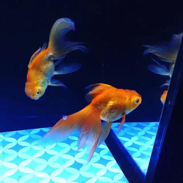 すみだ水族館