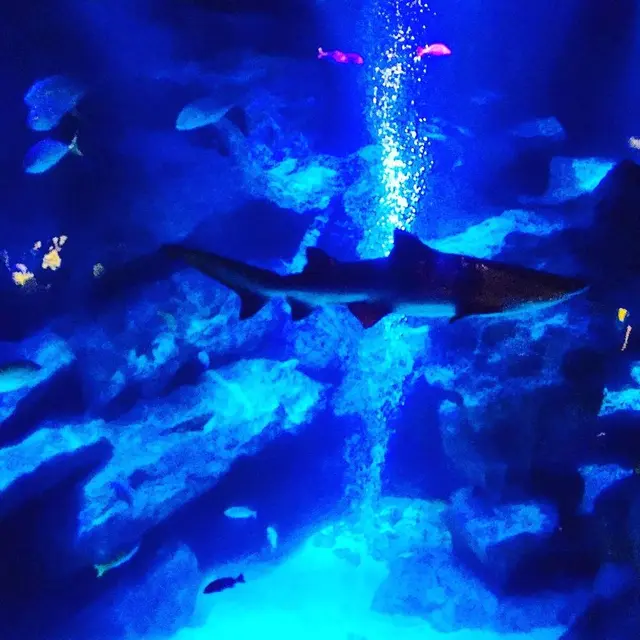 すみだ水族館