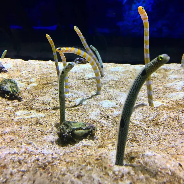 すみだ水族館
