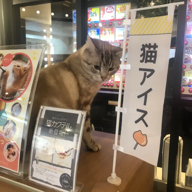 猫カフェモカラウンジ 池袋東口店