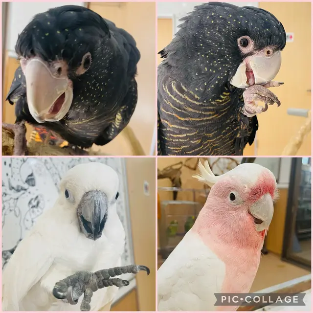 鳥の遊び場 鳥楽園