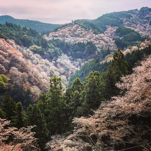 吉野山