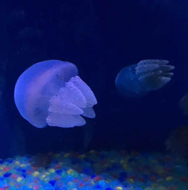 しながわ水族館