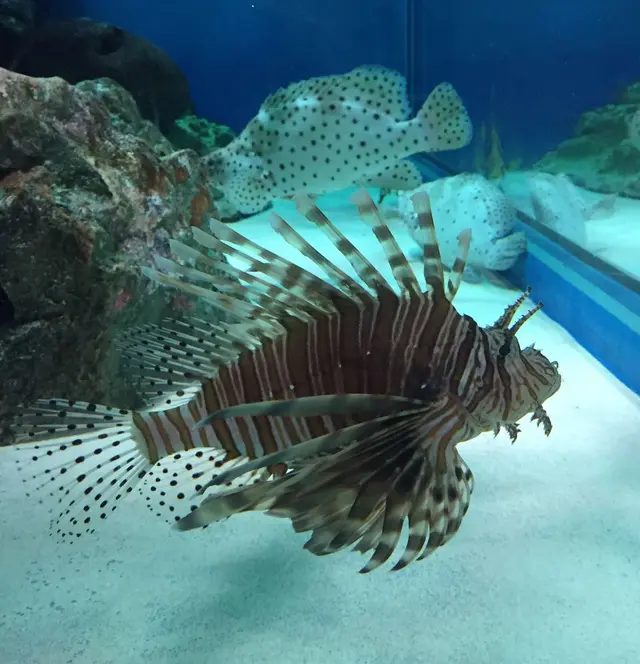 しながわ水族館