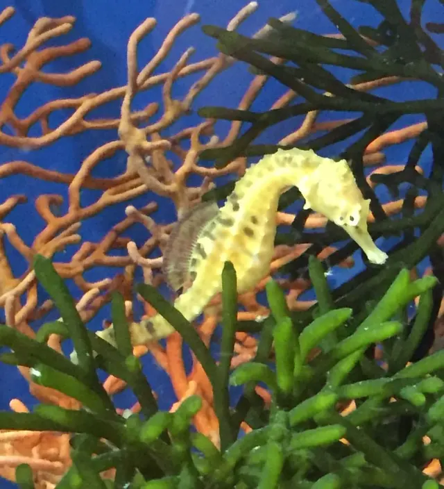 しながわ水族館