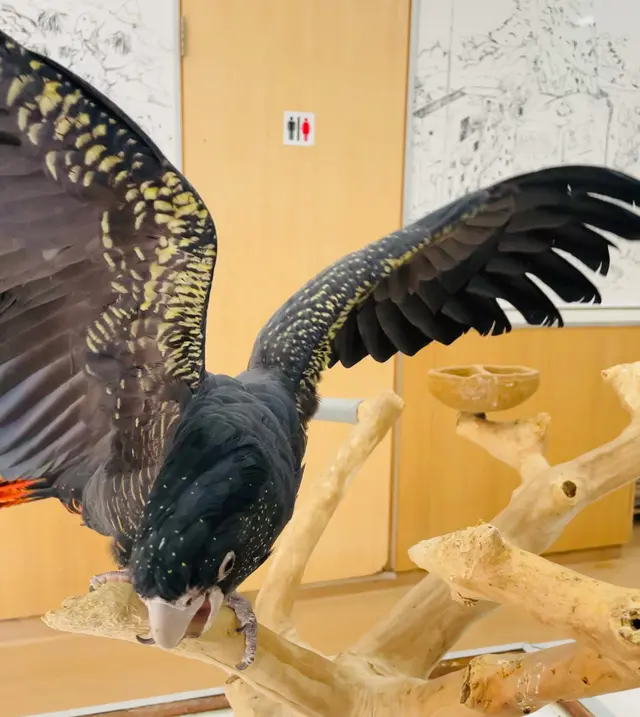 鳥の遊び場 鳥楽園